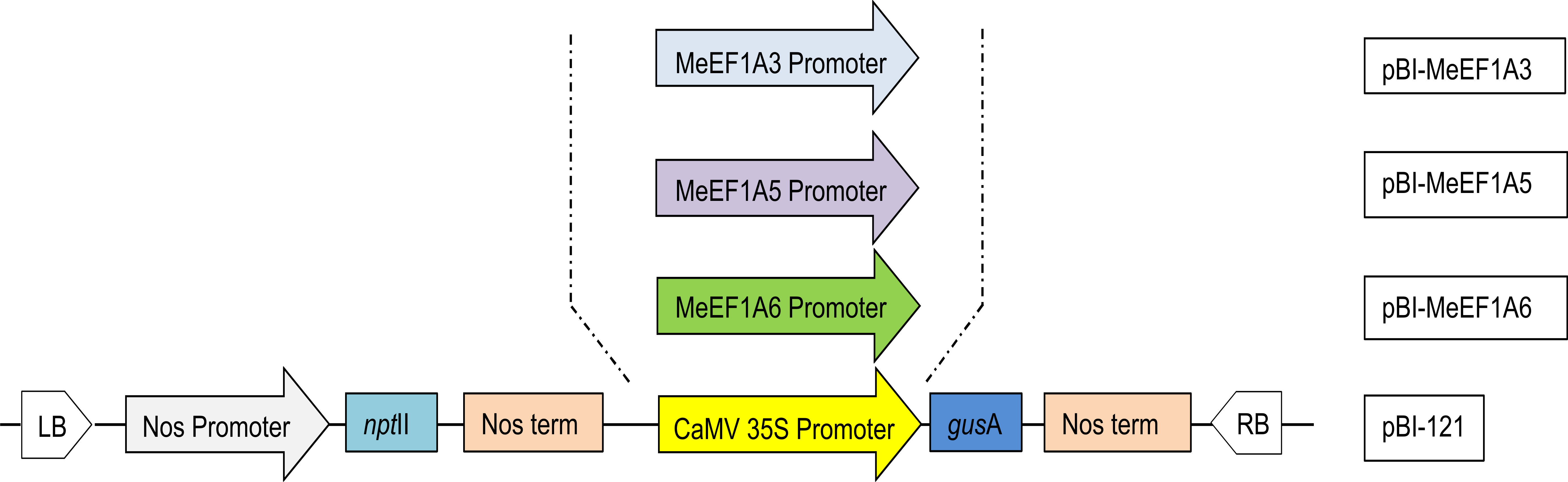 Isolation and Characterization of Three Cassava Elongation Factor 1 Alpha (MeEF1A) Promoters